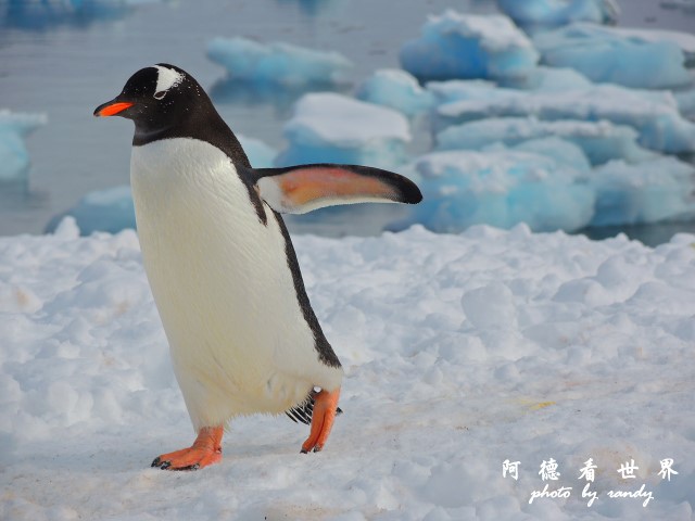 南極7P77 113.JPG 南極7P77 113.JPG