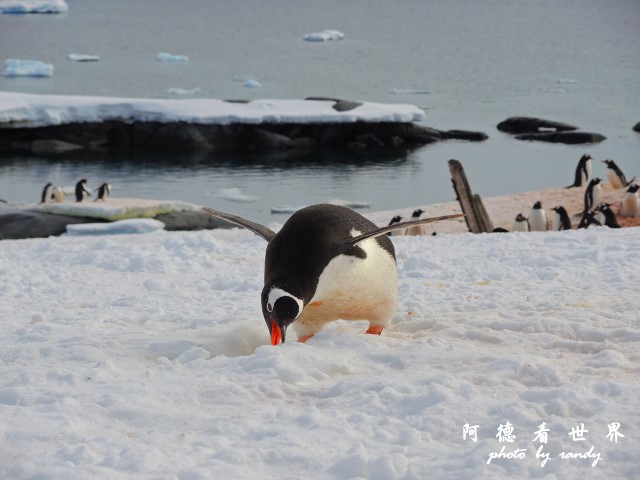 南極7P77 118.JPG 南極7P77 118.JPG