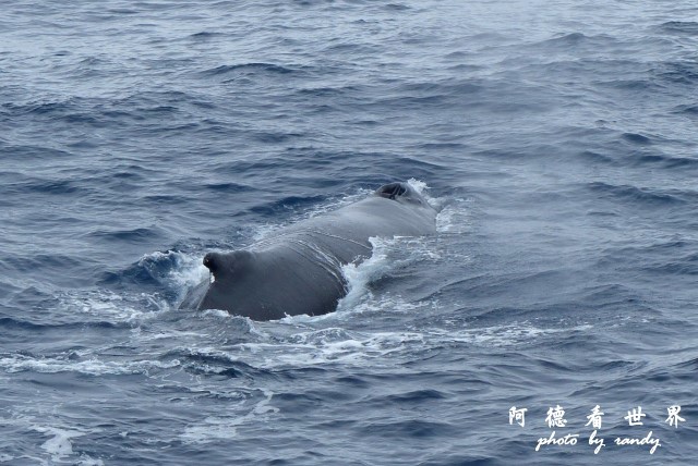 南極9FZ (129).JPG 南極9FZ (129).JPG