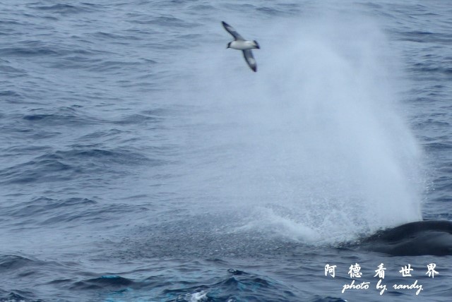 南極9FZ (371).JPG 南極9FZ (371).JPG