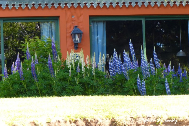 calafate2FZ (40).JPG calafate2FZ (40).JPG