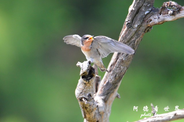 鰲鼓D7000 035.JPG 鰲鼓D7000 035.JPG