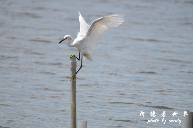 鰲鼓D7000 044.JPG 鰲鼓D7000 044.JPG