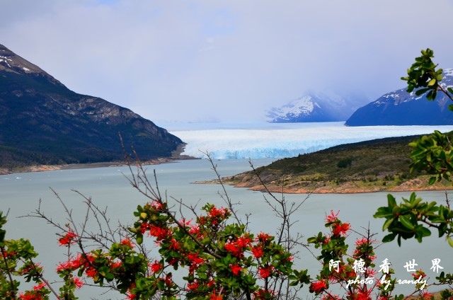 calafate2D7 035.JPG