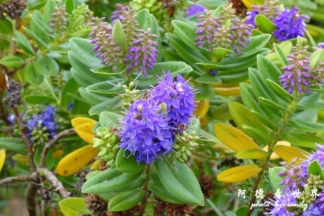 calbucoFZ (39).JPG calbucoFZ (39).JPG