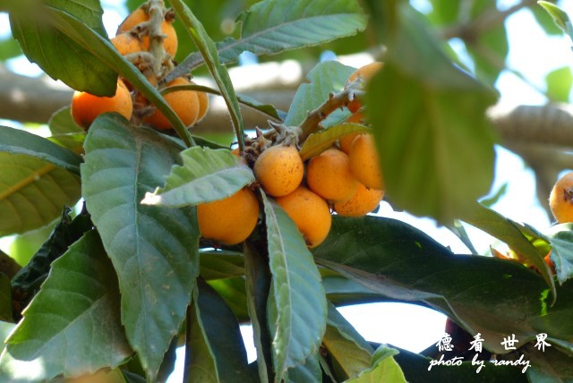 santiago2FZ (82).JPG santiago2FZ (82).JPG