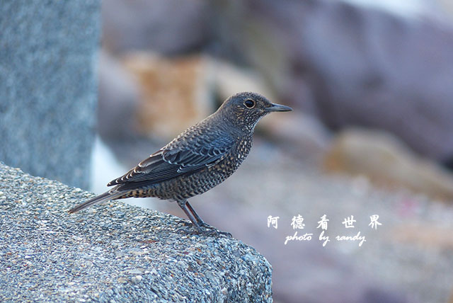 馬崗漁港FZ200 027.JPG 馬崗漁港FZ200 027.JPG