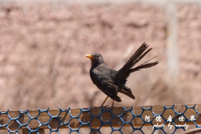 arica1FZ (21).JPG arica1FZ (21).JPG