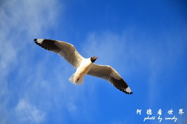 atacama2D7 087.JPG atacama2D7 087.JPG