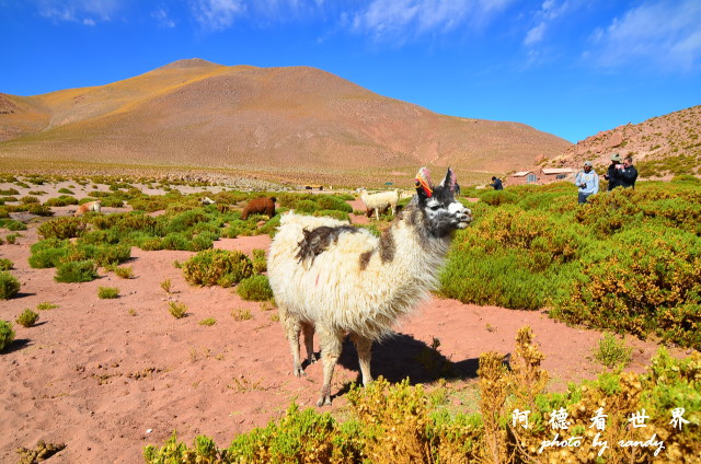 atacama2D7 181.JPG