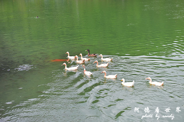 兔子迷宮-望龍埤D810 039.JPG 兔子迷宮-望龍埤D810 039.JPG