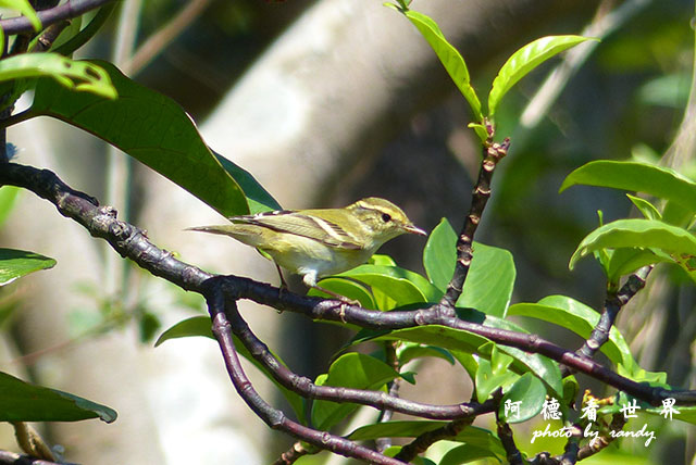 2015-10-14 野柳FZ200 (5).JPG 2015-10-14 野柳FZ200 (5).JPG