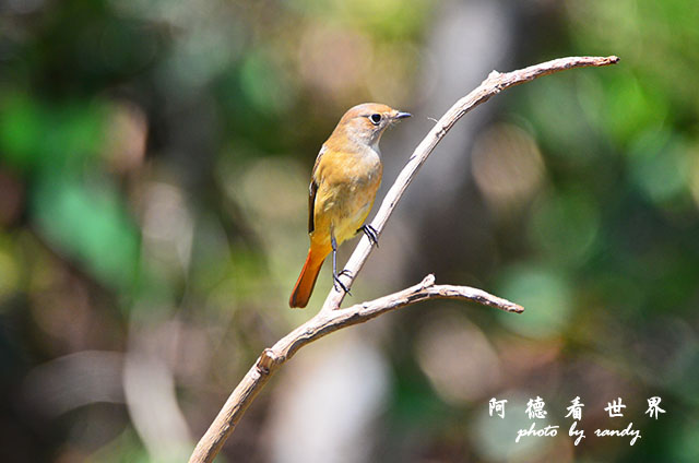 野柳D7000 094.JPG 野柳D7000 094.JPG