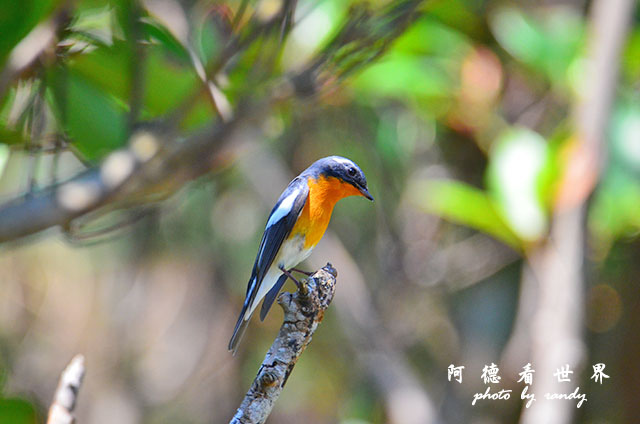 野柳D7000 124.JPG 野柳D7000 124.JPG