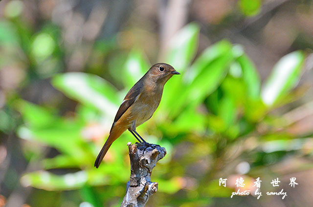 野柳D7000 131.JPG 野柳D7000 131.JPG