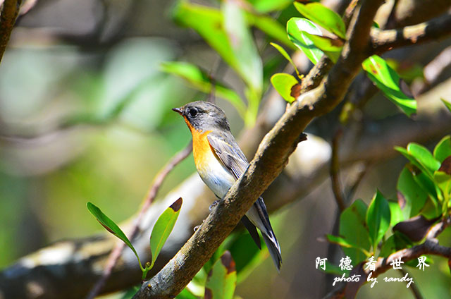 野柳D7000 136.JPG 野柳D7000 136.JPG