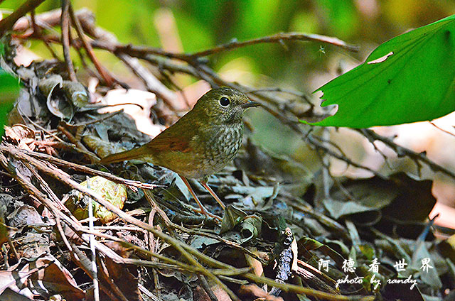 野柳D7000 142.JPG 野柳D7000 142.JPG