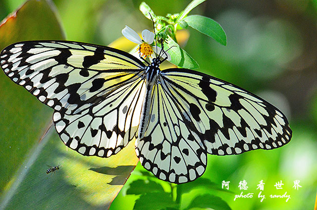 野柳D7000 223.JPG 野柳D7000 223.JPG