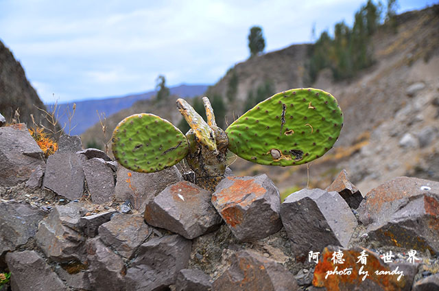 colcaD7 085.JPG colcaD7 085.JPG