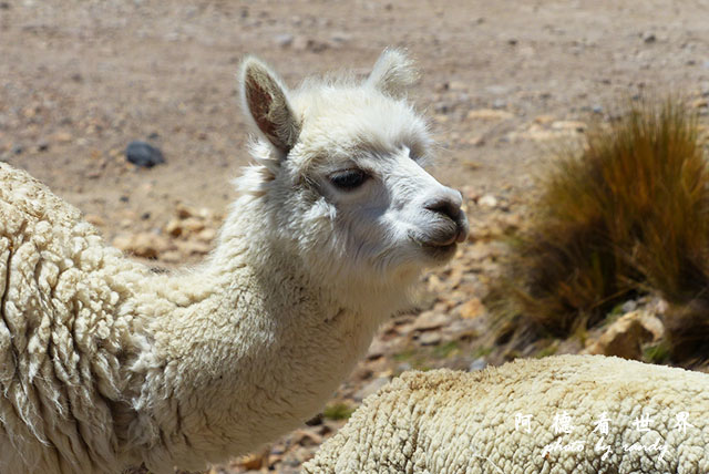 colcaFZ (62).JPG colcaFZ (62).JPG