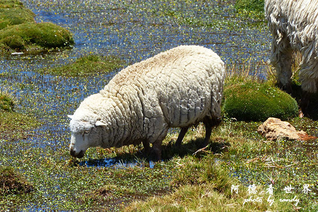 colcaFZ (68).JPG colcaFZ (68).JPG