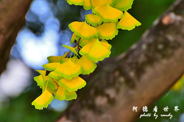 廣島平和公園D7000 005.JPG 廣島平和公園D7000 005.JPG