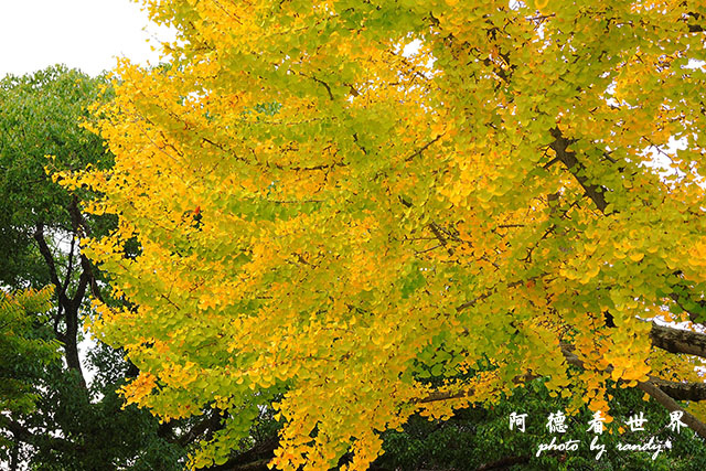 廣島平和公園P7700 065.JPG 廣島平和公園P7700 065.JPG