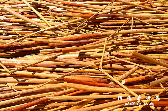 puno2D7 047.JPG puno2D7 047.JPG