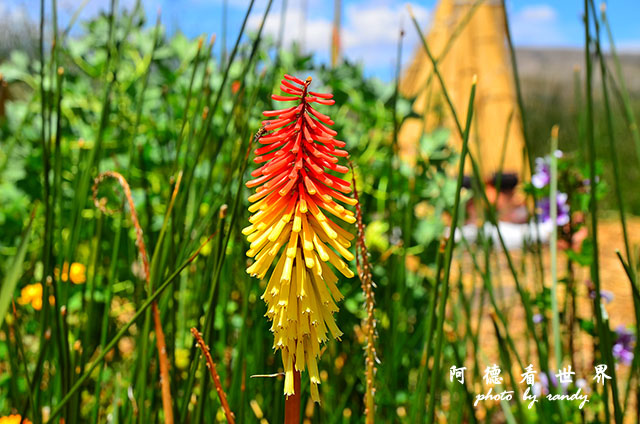 puno2D7 064.JPG puno2D7 064.JPG