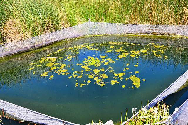 puno2D7 067.JPG puno2D7 067.JPG