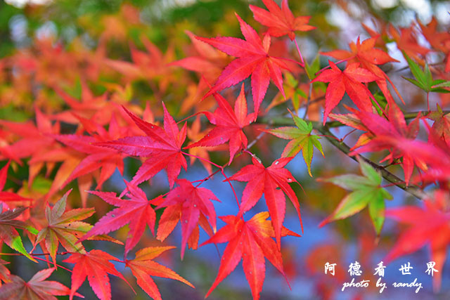 帝釋峽D810 204.JPG 帝釋峽D810 204.JPG