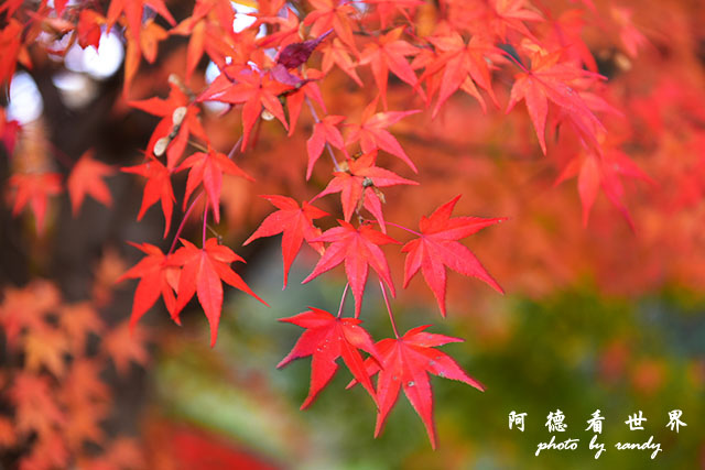 帝釋峽D810 207.JPG 帝釋峽D810 207.JPG