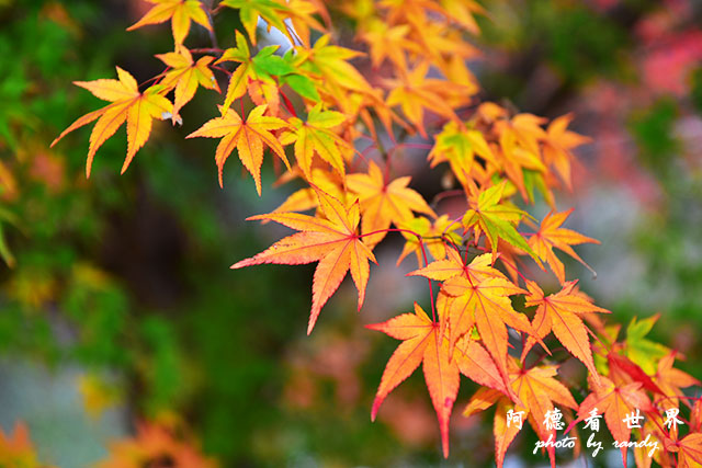 帝釋峽D810 209.JPG 帝釋峽D810 209.JPG