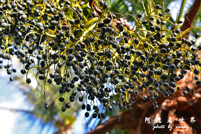 白沙灣-風吹砂D810 036.JPG 白沙灣-風吹砂D810 036.JPG