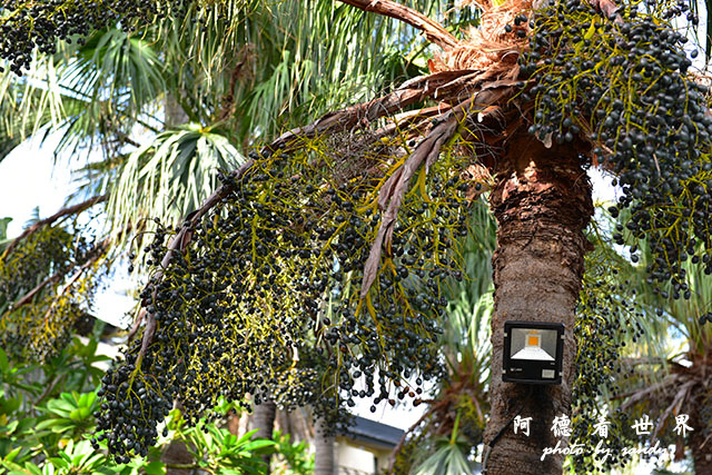 白沙灣-風吹砂D810 037.JPG 白沙灣-風吹砂D810 037.JPG