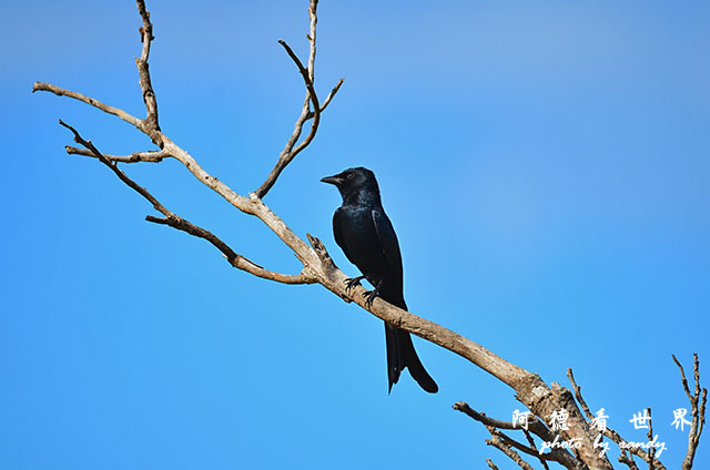 龍鑾潭1214D7000 001 (2).JPG 龍鑾潭1214D7000 001 (2).JPG