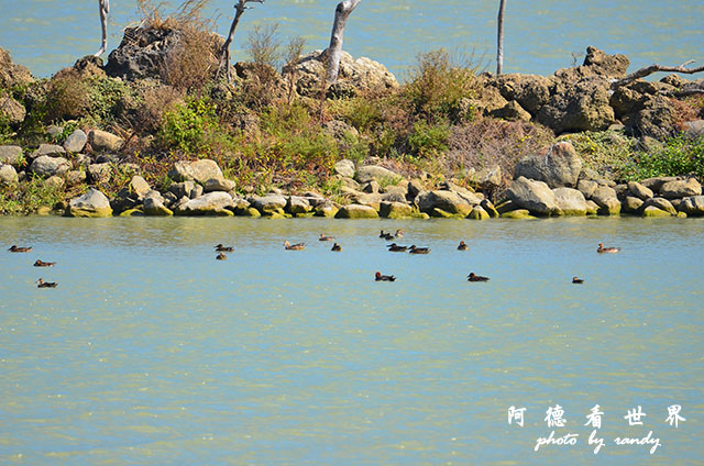 龍鑾潭1214D7000 001 (4).JPG 龍鑾潭1214D7000 001 (4).JPG