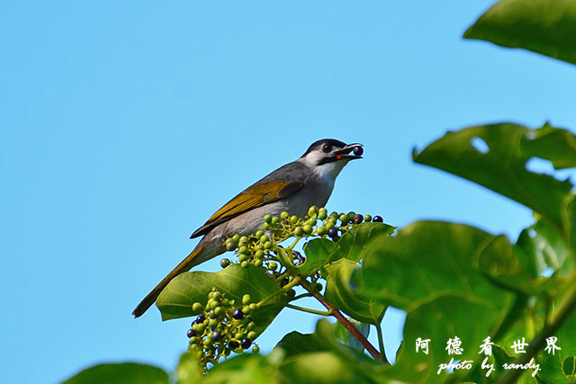 龍鑾潭1214D7000 001 (7).JPG 龍鑾潭1214D7000 001 (7).JPG