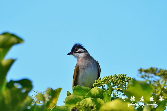 龍鑾潭1214D7000 001 (8).JPG 龍鑾潭1214D7000 001 (8).JPG