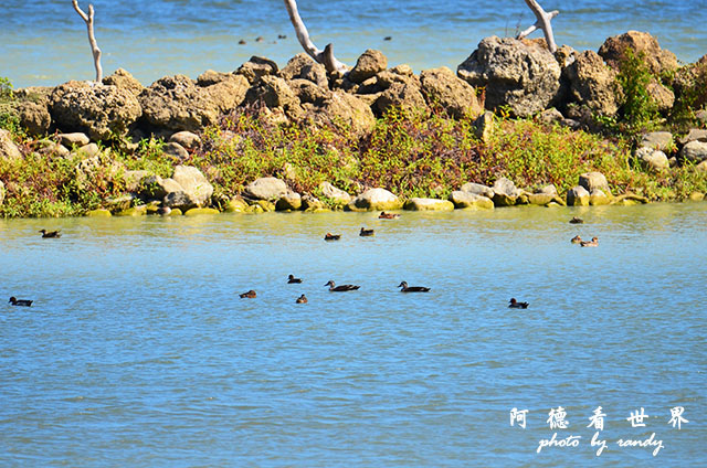 龍鑾潭1214D7000 001 (6).JPG 龍鑾潭1214D7000 001 (6).JPG