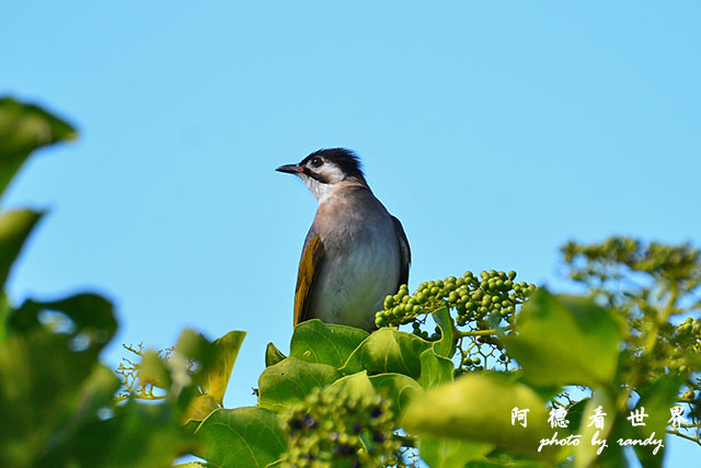 龍鑾潭1214D7000 001 (10).JPG 龍鑾潭1214D7000 001 (10).JPG