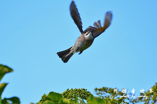 龍鑾潭1214D7000 001 (12).JPG 龍鑾潭1214D7000 001 (12).JPG