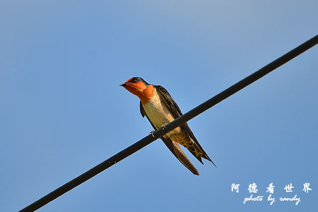 龍鑾潭1214D7000 001 (14).JPG 龍鑾潭1214D7000 001 (14).JPG