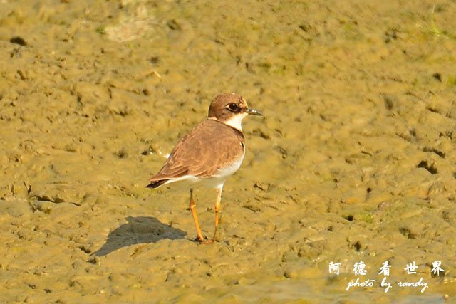 龍鑾潭1214D7000 001 (16).JPG 龍鑾潭1214D7000 001 (16).JPG