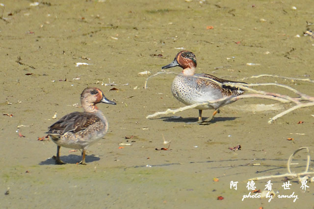 龍鑾潭1214D7000 001 (18).JPG 龍鑾潭1214D7000 001 (18).JPG