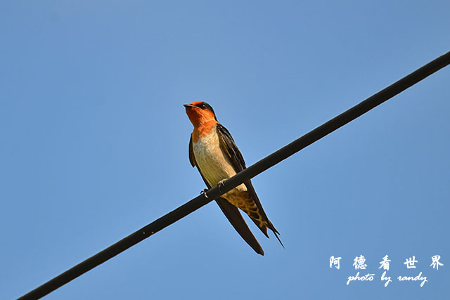 龍鑾潭1214D7000 001 (15).JPG 龍鑾潭1214D7000 001 (15).JPG