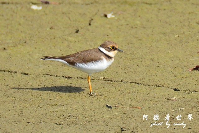 龍鑾潭1214D7000 001 (22).JPG 龍鑾潭1214D7000 001 (22).JPG