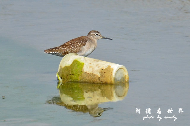 龍鑾潭1214D7000 001 (19).JPG 龍鑾潭1214D7000 001 (19).JPG