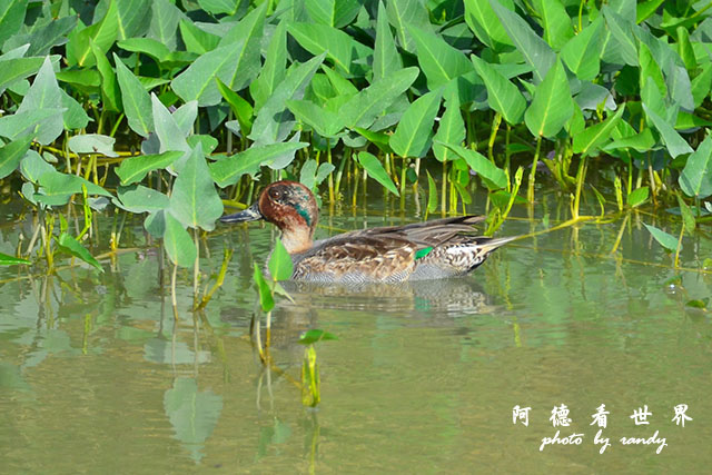 龍鑾潭1214D7000 001 (23).JPG 龍鑾潭1214D7000 001 (23).JPG