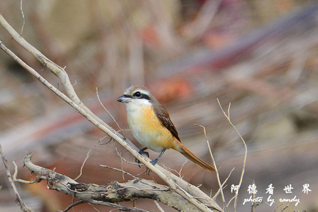 龍鑾潭1214D7000 001 (25).JPG 龍鑾潭1214D7000 001 (25).JPG